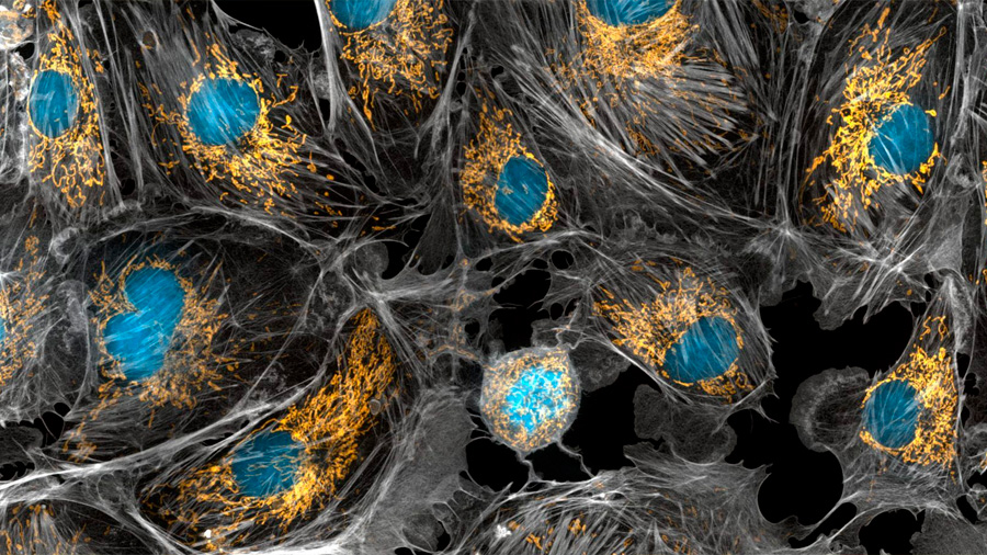 Logran modificar por primera vez ADN mitocondrial de una planta