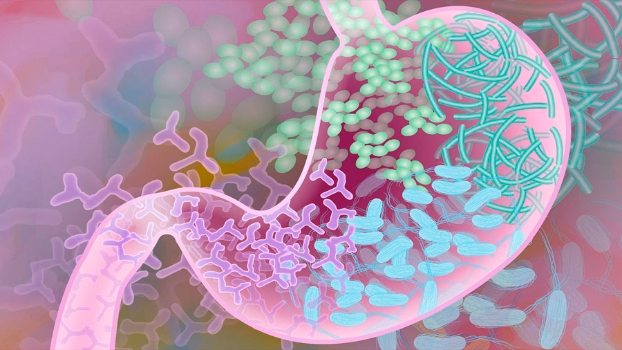 Identificada una bacteria intestinal que alarga la vida