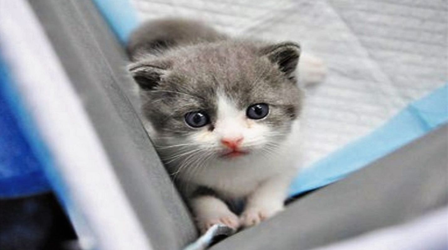 Nace Garlic, el primer gato clonado de China [VIDEO]
