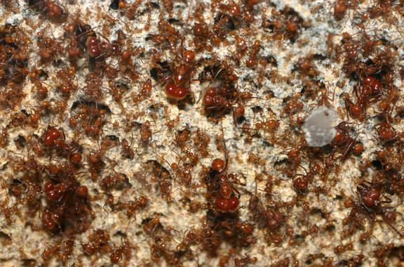 Estas hormigas podrían ayudar a resolver el problema de la resistencia a antibióticos