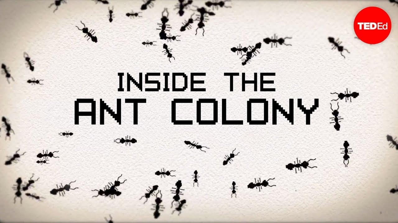 Inside the ant colony – Deborah M. Gordon