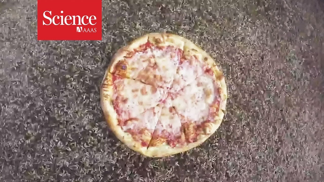 Snippet: Larva devour a pizza in 2 hours