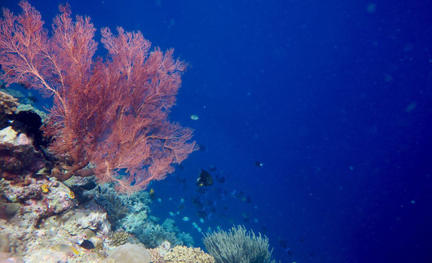 La crisis de la biodiversidad reorganiza las especies a gran escala