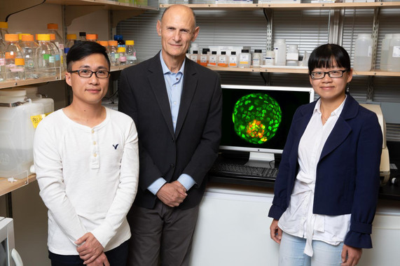 Logran crear embriones artificiales con una sola célula de oreja de ratón