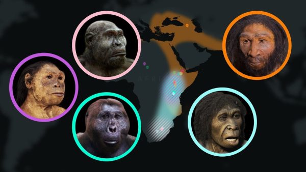 Seven Million Years of Human Evolution