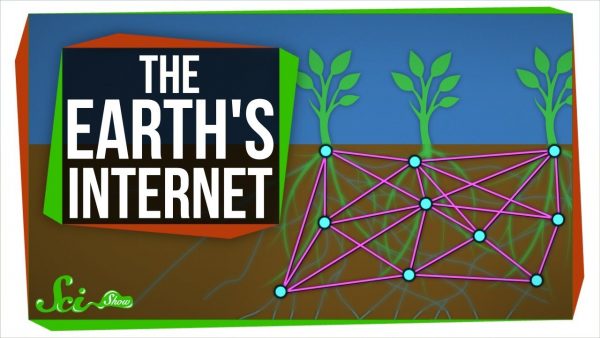 The Earth’s Internet: How Fungi Help Plants Communicate