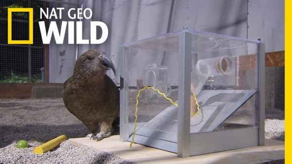 That’s One Smart Bird | Animal All-Stars