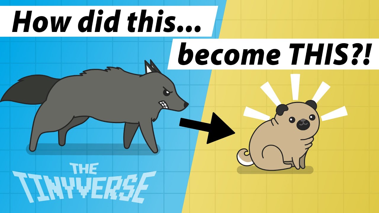 A Brief History of Dogs – How We Domesticated Dogs