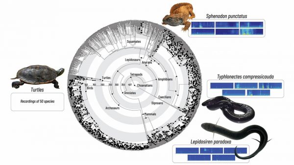 Nuevos audios de tortugas, tuátaras, cecilias y peces pulmonados