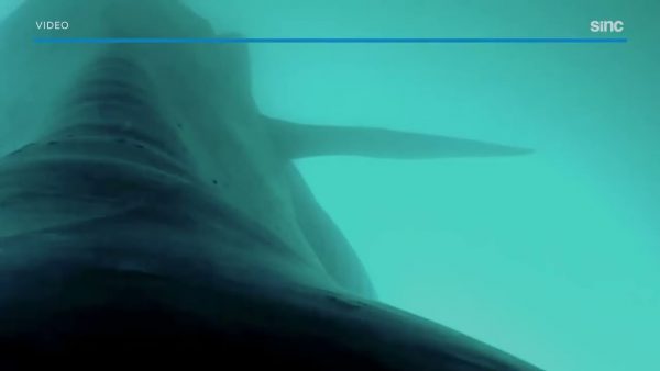 Millones de microplásticos en la dieta de las ballenas