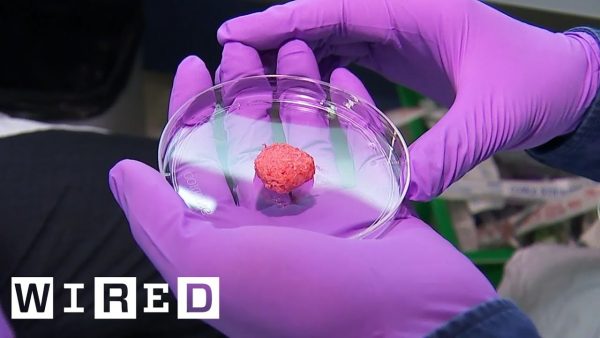 Inside the Quest to Make Lab Grown Meat | WIRED