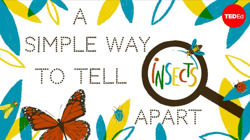 A simple way to tell insects apart - Anika Hazra - Reporte Ciencia UANL