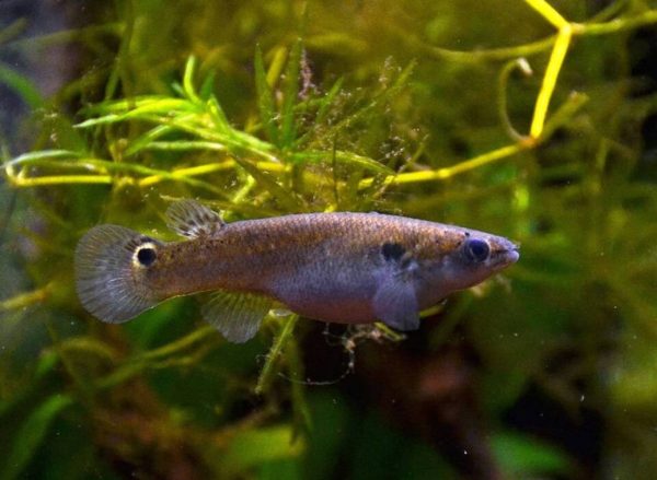 La psilocibina calma la agresividad en peces